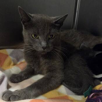 Poptart -  Domestic Short Hair Cat for Adoption in Oak Brook, Illinois - Poptart | PetCurious