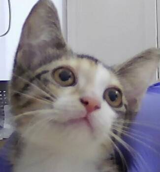 Draper -  Domestic Short Hair Cat for Adoption in Dayton, Minnesota - Draper | PetCurious