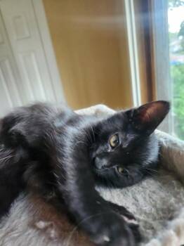 Espresso -  Domestic Short Hair Cat for Adoption in Minneapolis, Minnesota - Espresso | PetCurious