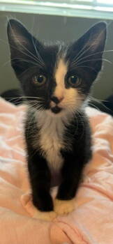 Rescue Domestic Short Hair Cats for Adoption in Oakland Park, Florida - Cherry - Petsmart Plantation Foster Home | PetCurious