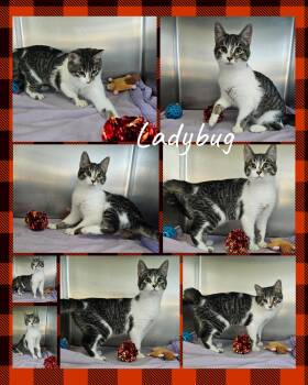 Rescue Domestic Short Hair Cats for Adoption in Universal City, Texas - Ladybug | PetCurious