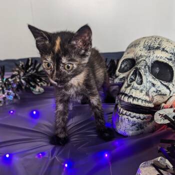 Rescue Domestic Short Hair Cats for Adoption in Lakewood, California - Dunkel | PetCurious