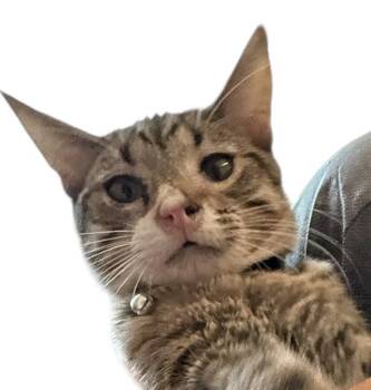 Rescue American Shorthair Cats for Adoption in Grove, Oklahoma - Socks | PetCurious