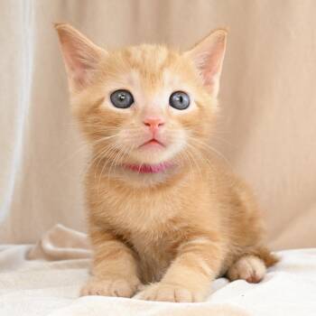Blake -  Domestic Short Hair Cat for Adoption in Mobile, Alabama - Blake | PetCurious