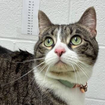 Sage -  Domestic Short Hair Cat for Adoption in Corpus Christi, Texas - Sage | PetCurious