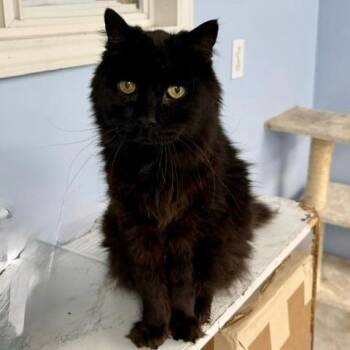 C24-109 Onyx -  Domestic Long Hair Cat for Adoption - C24-109 Onyx | PetCurious