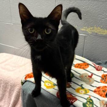 Kilauea -  Domestic Short Hair Cat for Adoption in Fairport, New York - Kilauea | PetCurious