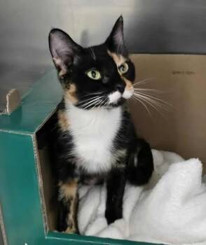 Domestic Short Hair Cats Available for Adoption in Winthrop, Maine - Lady Tremaine | PetCurious