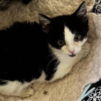 June Bug -  Domestic Short Hair Cat for Adoption in Oak Ridge, Tennessee - June Bug | PetCurious