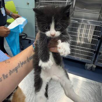 Tantric -  Domestic Short Hair Cat Available for Adoption in Greensboro, North Carolina - Tantric | PetCurious