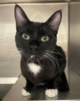 Mushu -  Domestic Short Hair Cat for Adoption in Golden, Colorado - Mushu | PetCurious