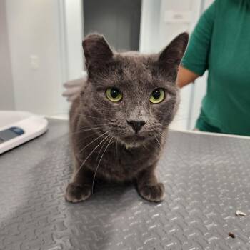 Princess -  Domestic Short Hair Cat for Adoption in Middletown, New York - Princess | PetCurious