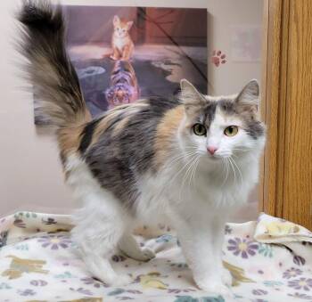 Domestic Medium Hair Cats Available for Adoption - Mariposa | PetCurious
