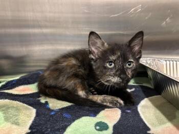Domestic Short Hair Cats Available for Adoption in Tustin, California - DAISY | PetCurious
