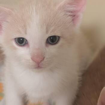 Domestic Short Hair Cats Available for Adoption in Washington, District Of Columbia - Princess Bride Litter- Westley | PetCurious