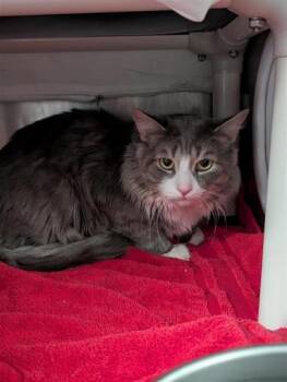 Bobby -  Domestic Short Hair Cat for Adoption in Montreal, Quebec - Bobby | PetCurious