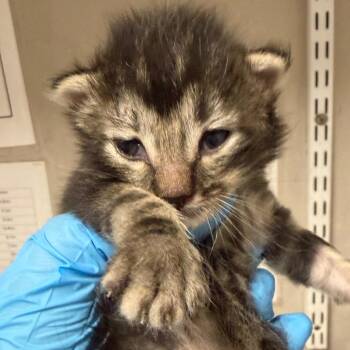 Mink -  Domestic Short Hair Cat for Adoption in Yuma, Arizona - Mink | PetCurious