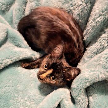 Caramel -  Domestic Short Hair Cat for Adoption in Cumming, Georgia - Caramel | PetCurious