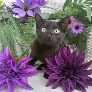 Wiggle Ingle Nelly 56448 -  Domestic Short Hair Cat for Adoption in Eaton Rapids, Michigan - Wiggle Ingle Nelly 56448 | PetCurious