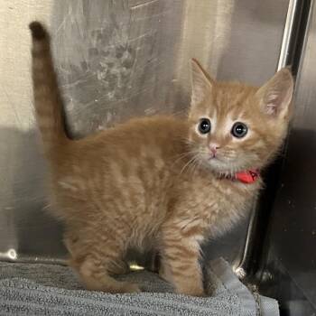 Muenster* -  Domestic Short Hair Cat for Adoption in San Gabriel, California - Muenster* | PetCurious