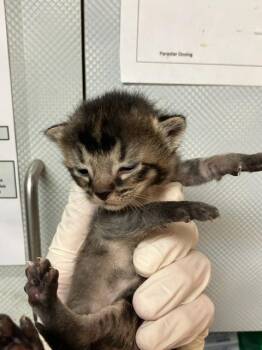 BORDEAUX -  Domestic Short Hair Cat for Adoption in Jacksonville, Florida - BORDEAUX | PetCurious