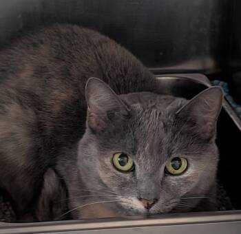 Margaret (Spayed) -  Dilute Tortoiseshell and Domestic Short Hair Cat for Adoption in Marietta, Ohio - Margaret (Spayed) | PetCurious
