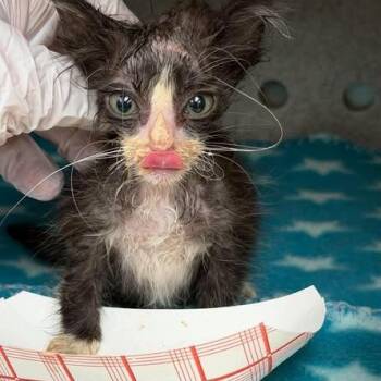 Oreo 26-09-138 -  Domestic Medium Hair Cat for Adoption in Bastrop, Texas - Oreo 26-09-138 | PetCurious