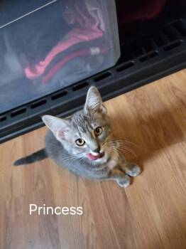 Princess -  Russian Blue and Domestic Long Hair Cat for Adoption in Winnipeg, Manitoba - Princess | PetCurious