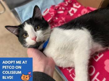 Domestic Short Hair Cats Available for Adoption - RYE | PetCurious