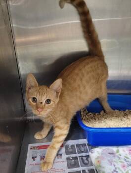 Emerson -  Domestic Short Hair Cat for Adoption in Hopkinsville, Kentucky - Emerson | PetCurious