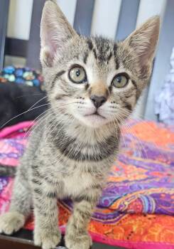 Domestic Short Hair Cats Available for Adoption in Ben Avon, Pennsylvania - Sweet Pea | PetCurious