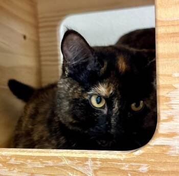 Lucille -  Domestic Short Hair Cat for Adoption in Fort Collins, Colorado - Lucille | PetCurious
