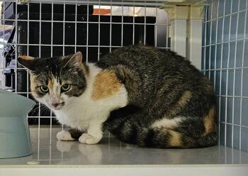 Harp -  Domestic Short Hair Cat for Adoption in Claremont, New Hampshire - Harp | PetCurious