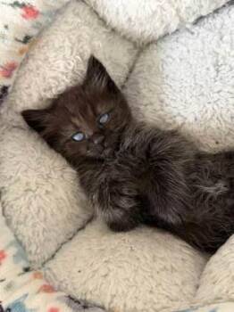Beethoven -  Domestic Short Hair Cat for Adoption in Chamblee, Georgia - Beethoven | PetCurious