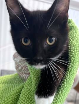 Cody -  Tuxedo Cat for Adoption in Hamilton, Ontario - Cody | PetCurious