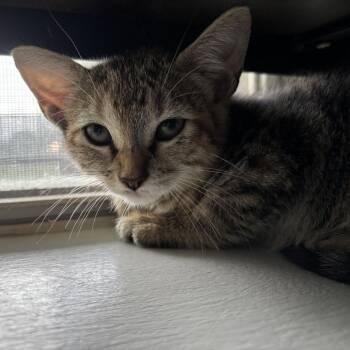 Demotion -  Domestic Short Hair Cat for Adoption in Carencro, Louisiana - Demotion | PetCurious