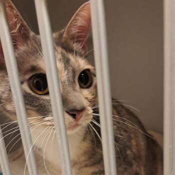 KIKI -  Domestic Short Hair Cat for Adoption in Dallas, Texas - KIKI | PetCurious