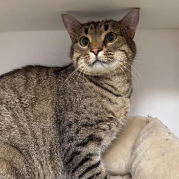 Domestic Short Hair Cats Available for Adoption - Benson | PetCurious