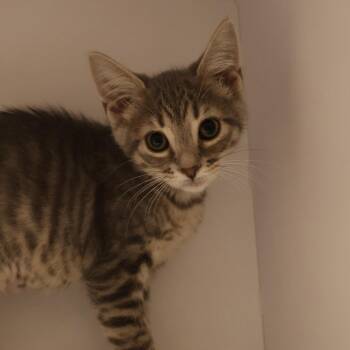 Aria -  Domestic Short Hair Cat for Adoption in Briarcliff Manor, New York - Aria | PetCurious