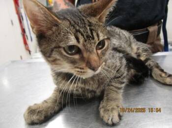 (pent2) -  Domestic Long Hair Cat for Adoption in Marietta, Georgia - (pent2) | PetCurious