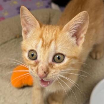 Papaya -  Domestic Short Hair Cat for Adoption in Cumming, Georgia - Papaya | PetCurious