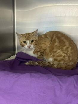 Schmidley -  Domestic Short Hair Cat for Adoption in Gwinn, Michigan - Schmidley | PetCurious