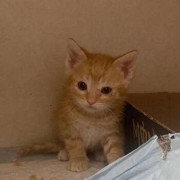 Dr. Bronner -  Domestic Short Hair Cat Available for Adoption in Westminster, California - Dr. Bronner | PetCurious