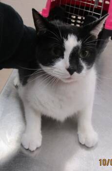 (639) -  Domestic Short Hair Cat for Adoption in Marietta, Georgia - (639) | PetCurious