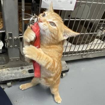 Ron -  Domestic Short Hair Cat for Adoption in Roanoke, Virginia - Ron | PetCurious