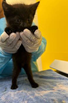 Taco -  Domestic Short Hair Cat for Adoption in Raleigh, North Carolina - Taco | PetCurious
