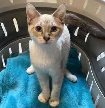 Dale -  Siamese Cat for Adoption in Columbia, South Carolina - Dale | PetCurious