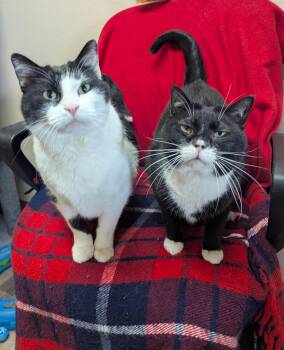 Domestic Short Hair Cats Available for Adoption - Cow & Mittens (Bonded) | PetCurious