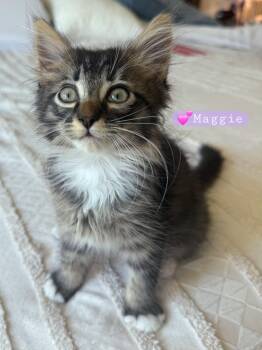 ADOPTION EVENT, Saturday 10-17 12pm-3pm -  Siamese and Ragdoll Cat for Adoption in Yorba Linda, California - ADOPTION EVENT, Saturday 10-17 12pm-3pm | PetCurious