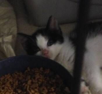 Paxton -  Domestic Short Hair Cat for Adoption in PORT WENTWRTH, Georgia - Paxton | PetCurious